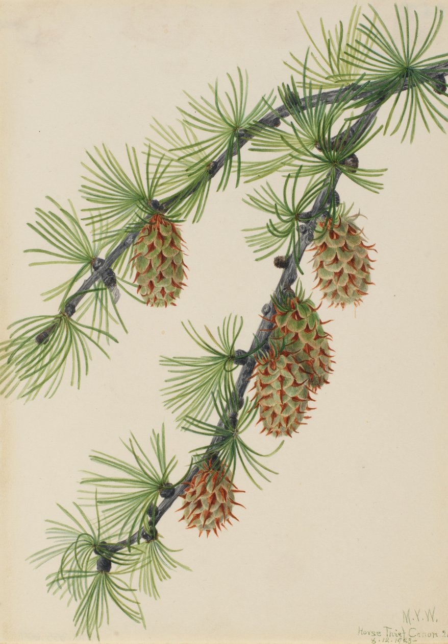 Vestlærk Larix occidentalis, 1923. af Mary Vaux Walcott