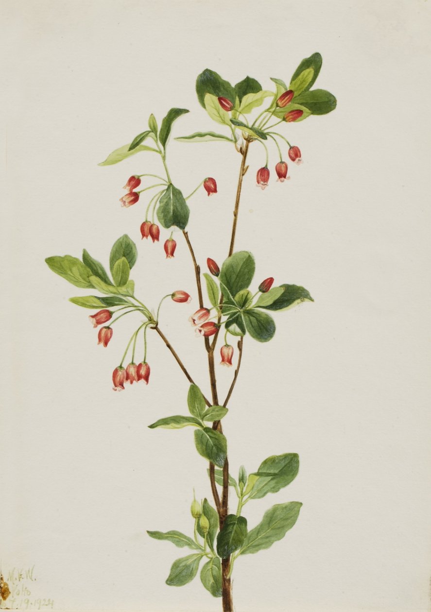 Vestlig menziesia (Menziesia glabella) af Mary Vaux Walcott