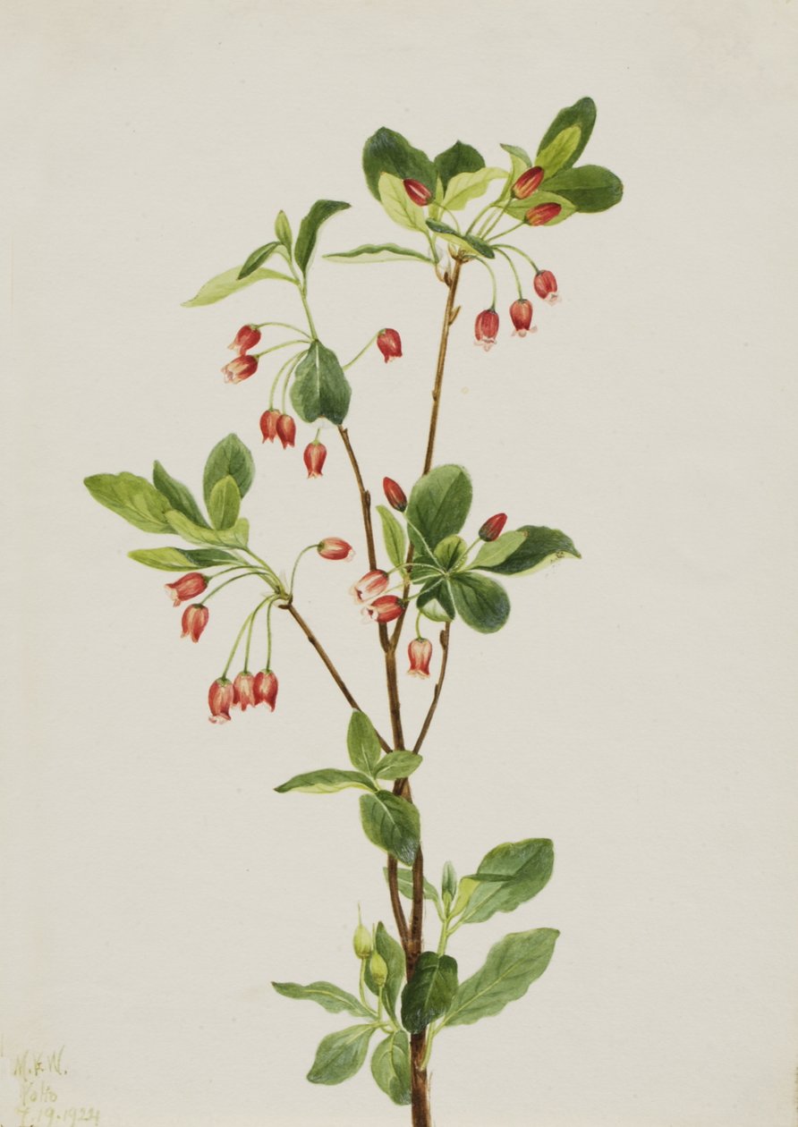 Western Menziesia Menziesia glabella, 1924. af Mary Vaux Walcott