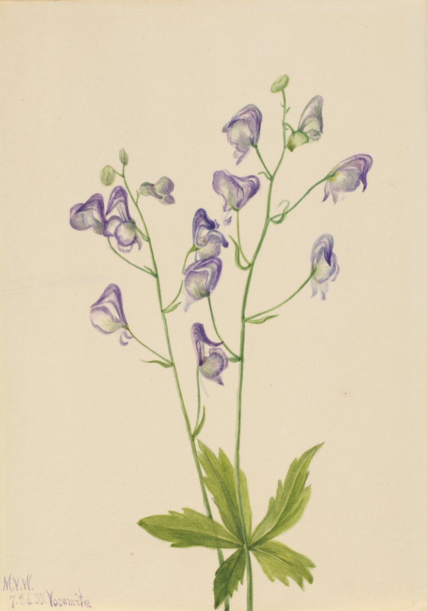 Western Monkshood Columbian Aconite, 1933. af Mary Vaux Walcott
