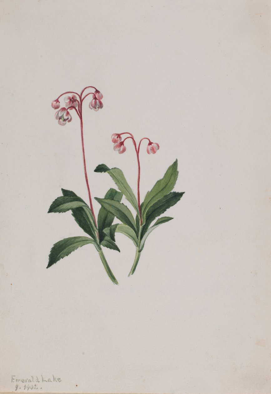 Vestlig pipsissewa (Chimaphila umbellata) af Mary Vaux Walcott
