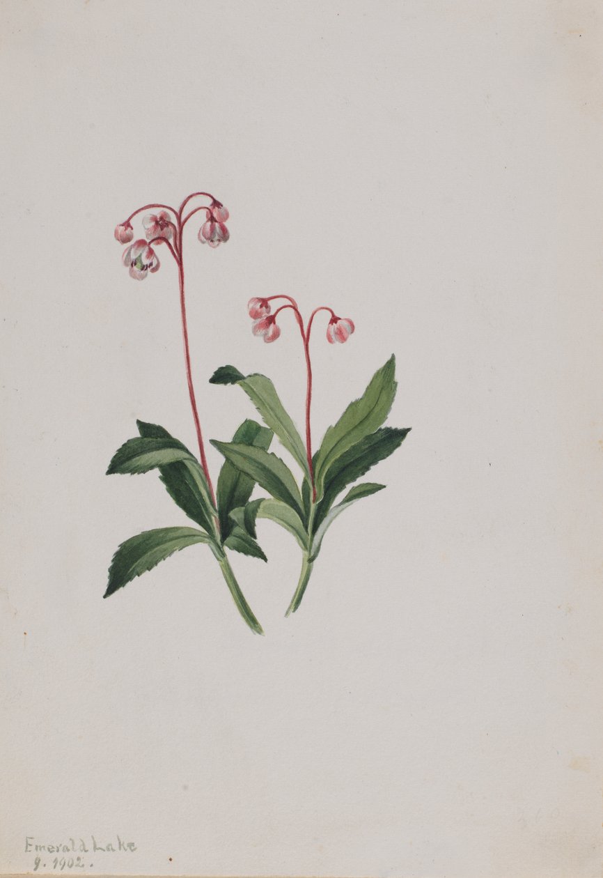 Western pipsissewa Chimaphila umbellata, 1902. af Mary Vaux Walcott