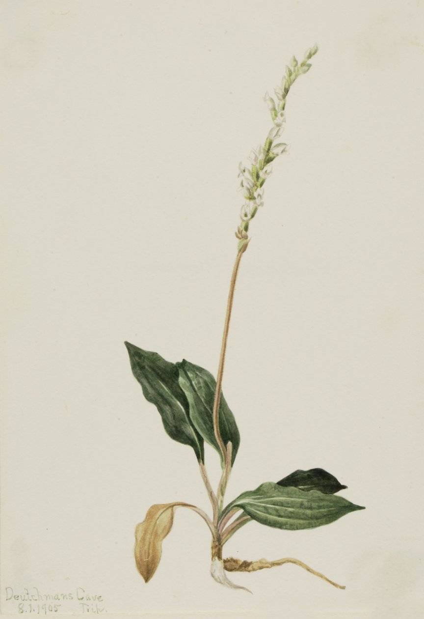 Western Rattlesnake bedrager Plantain Peranium, 1905. af Mary Vaux Walcott