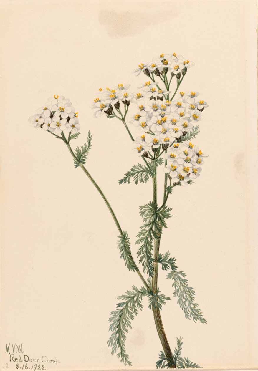 Vestlig røllike (Achillea lanulosa) af Mary Vaux Walcott