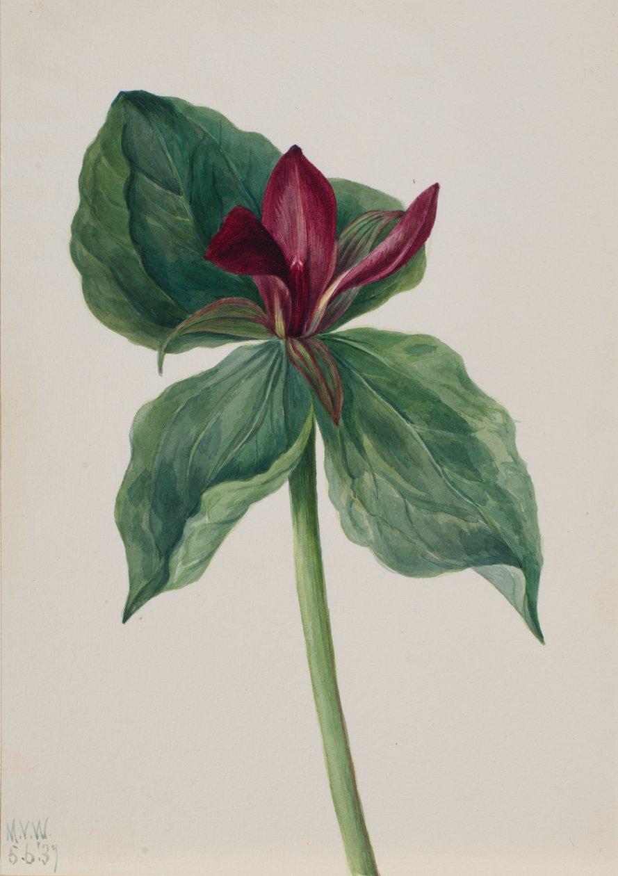Whippoorwill Flower Trillium H., 1937. af Mary Vaux Walcott