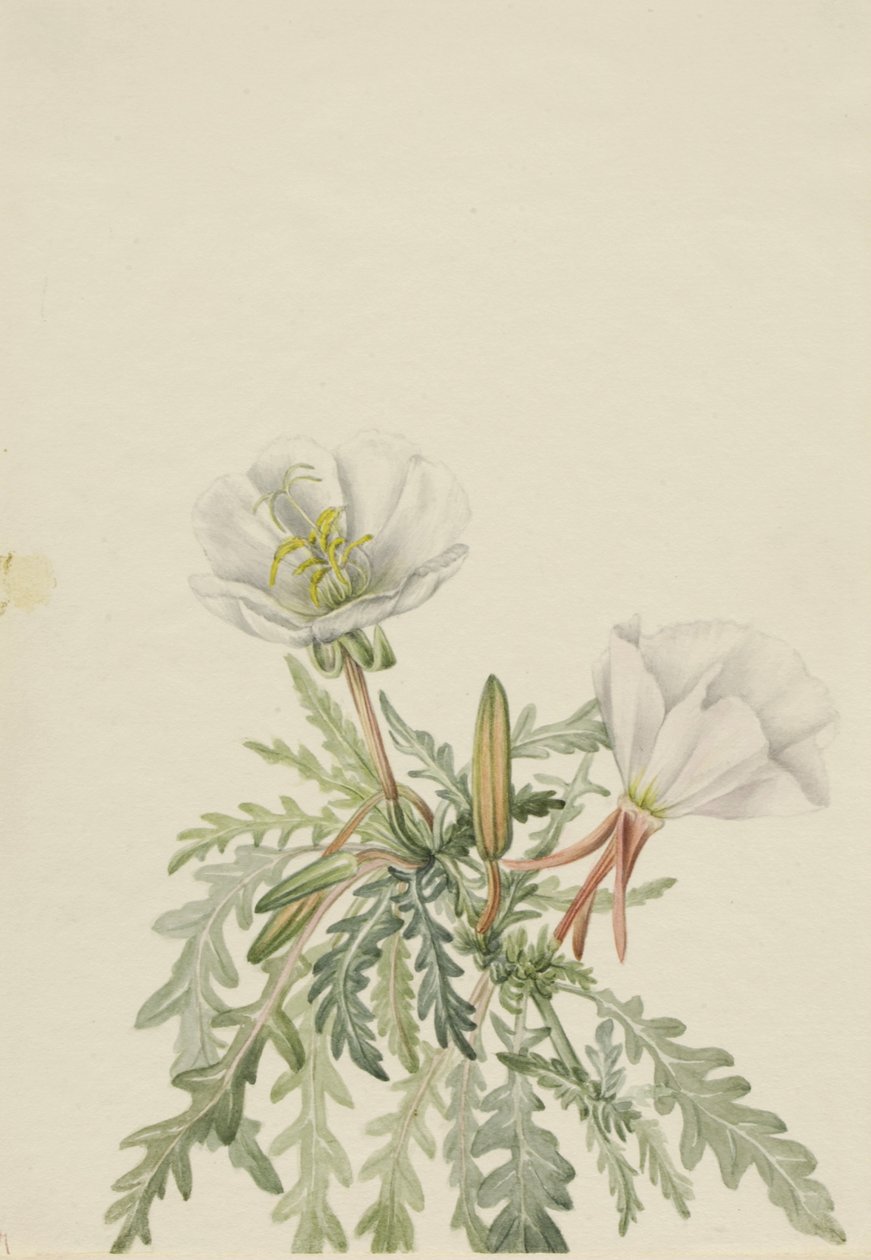 White Dawnrose Pachyloplus marginatus, n.d. af Mary Vaux Walcott