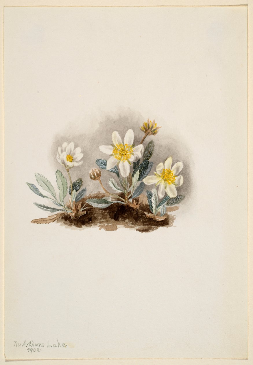 Hvid dryade (Dryas octopetala) af Mary Vaux Walcott