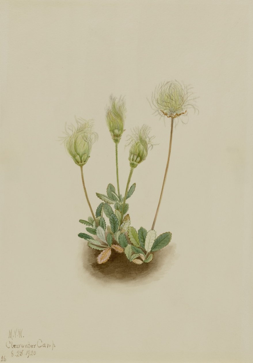 Hvid dryade (Dryas octopetala) af Mary Vaux Walcott