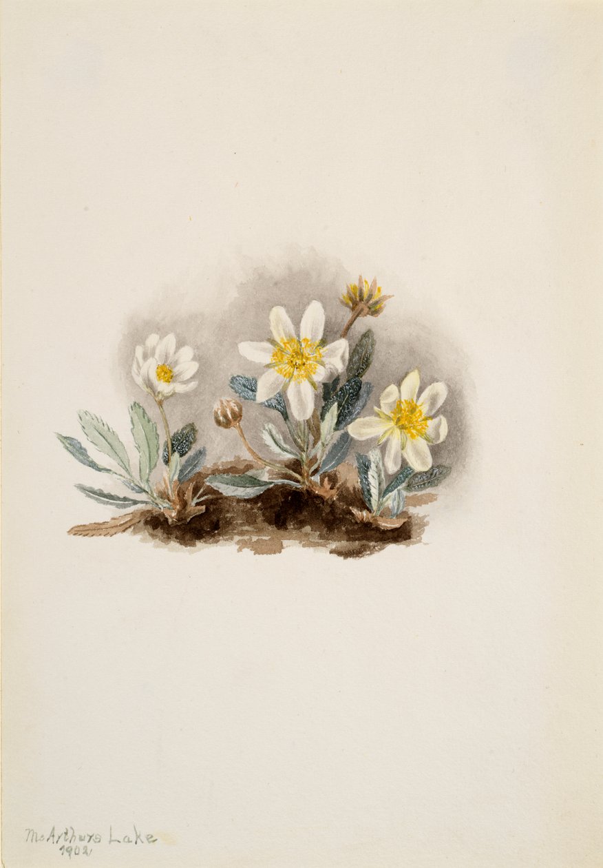 Hvid Dryad Dryas octopetala, 1902. af Mary Vaux Walcott