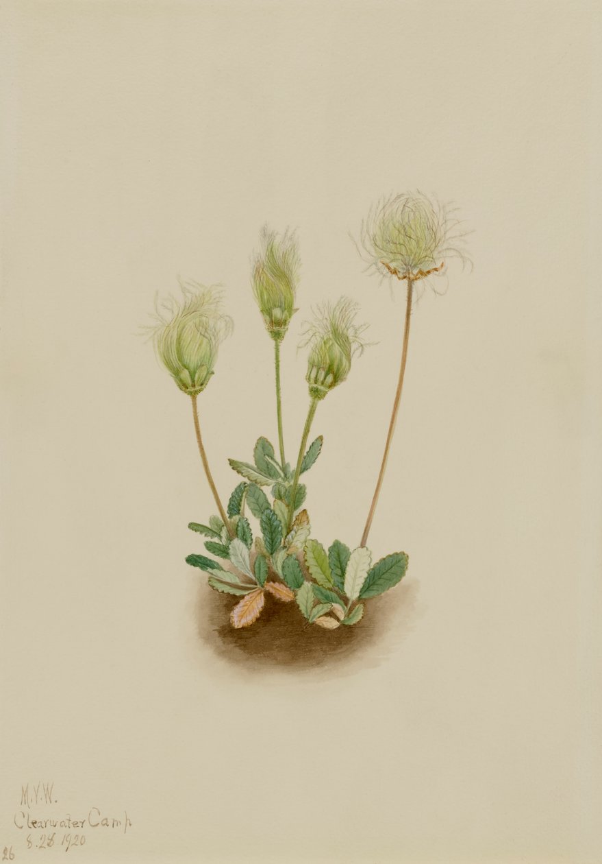 Hvid Dryad Dryas octopetala, 1920. af Mary Vaux Walcott