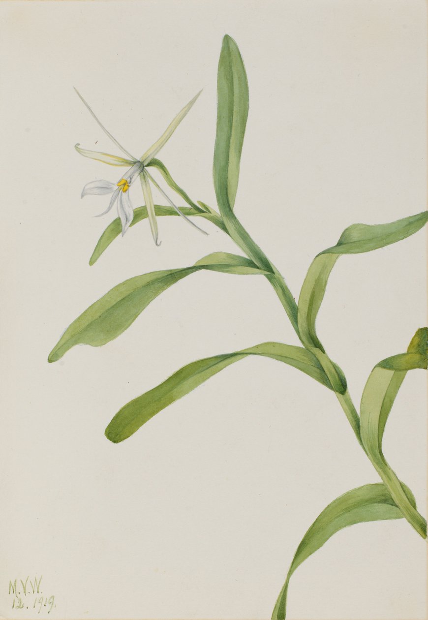 Hvid epidendrum (Epidendrum nocturnum) af Mary Vaux Walcott