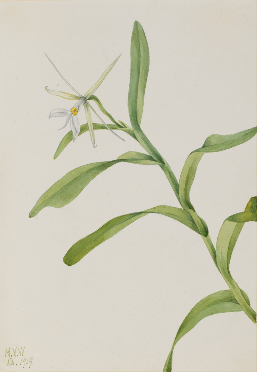 Hvid Epidendrum Epidendrum nocturnum, 1919. af Mary Vaux Walcott