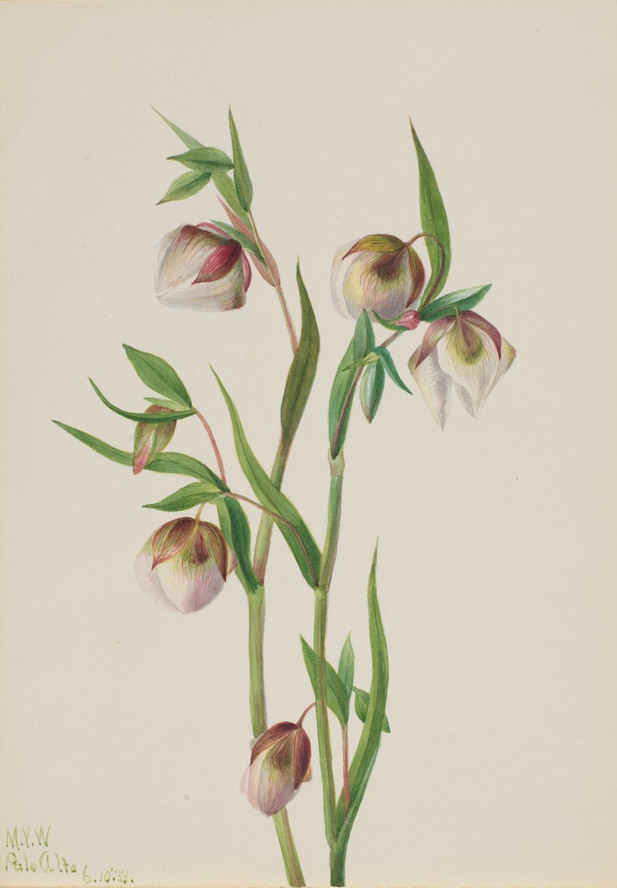 White Fairy Lanterne Calochortus albus, 1933. af Mary Vaux Walcott