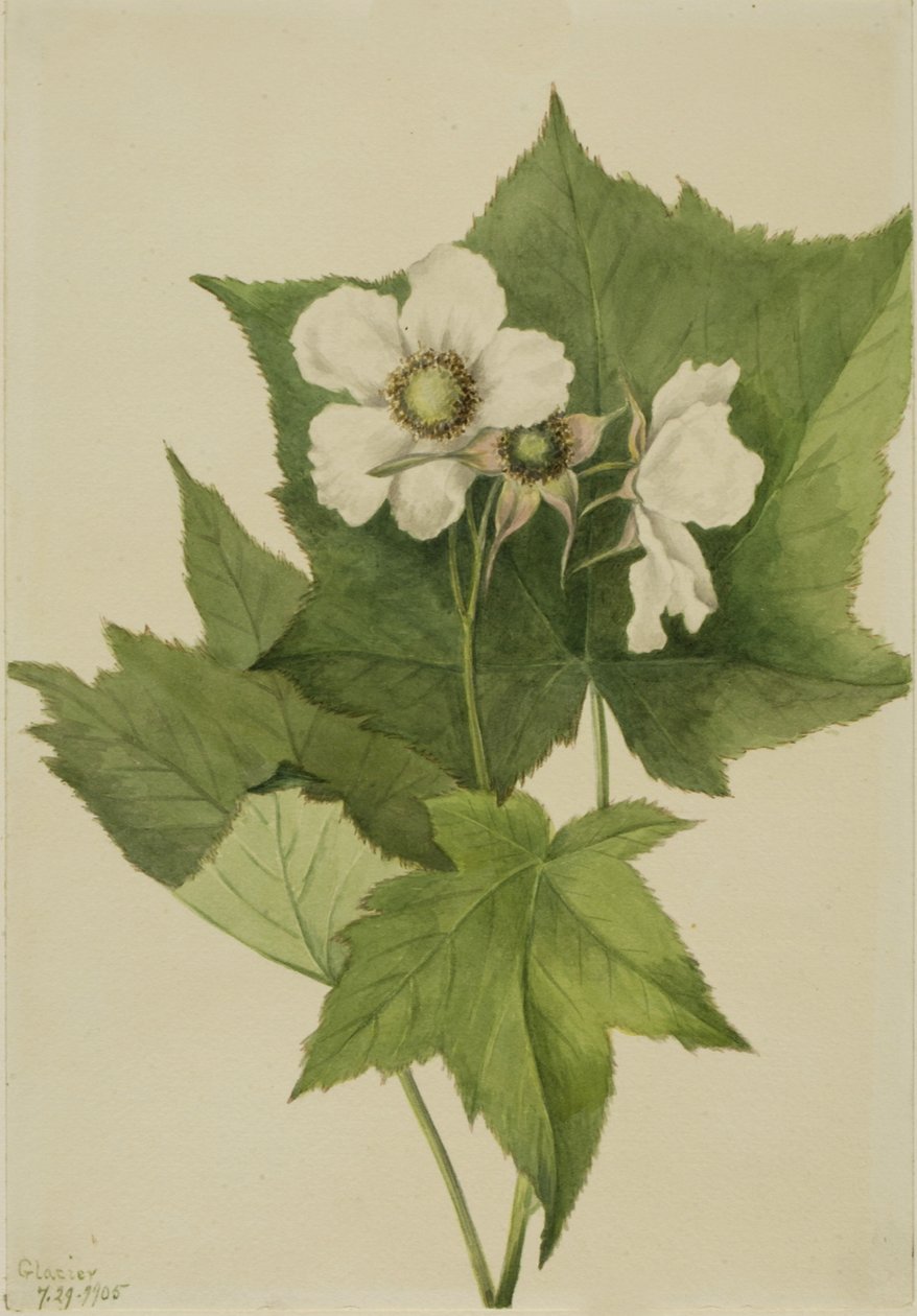Hvidblomstrende hindbær Rubus parviflorus, 1905. af Mary Vaux Walcott
