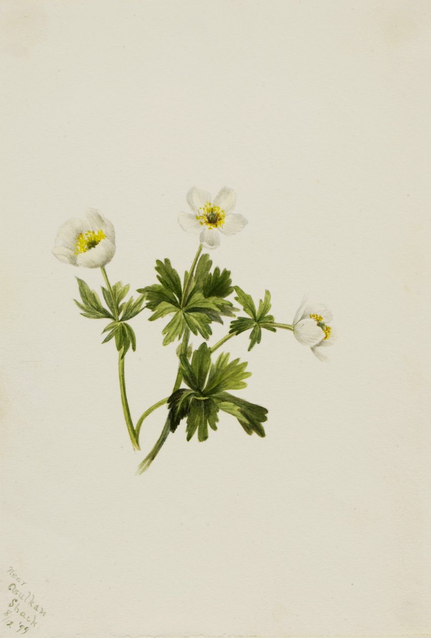 Hvid kugleblomst Trollius albiflorus, 1899. af Mary Vaux Walcott