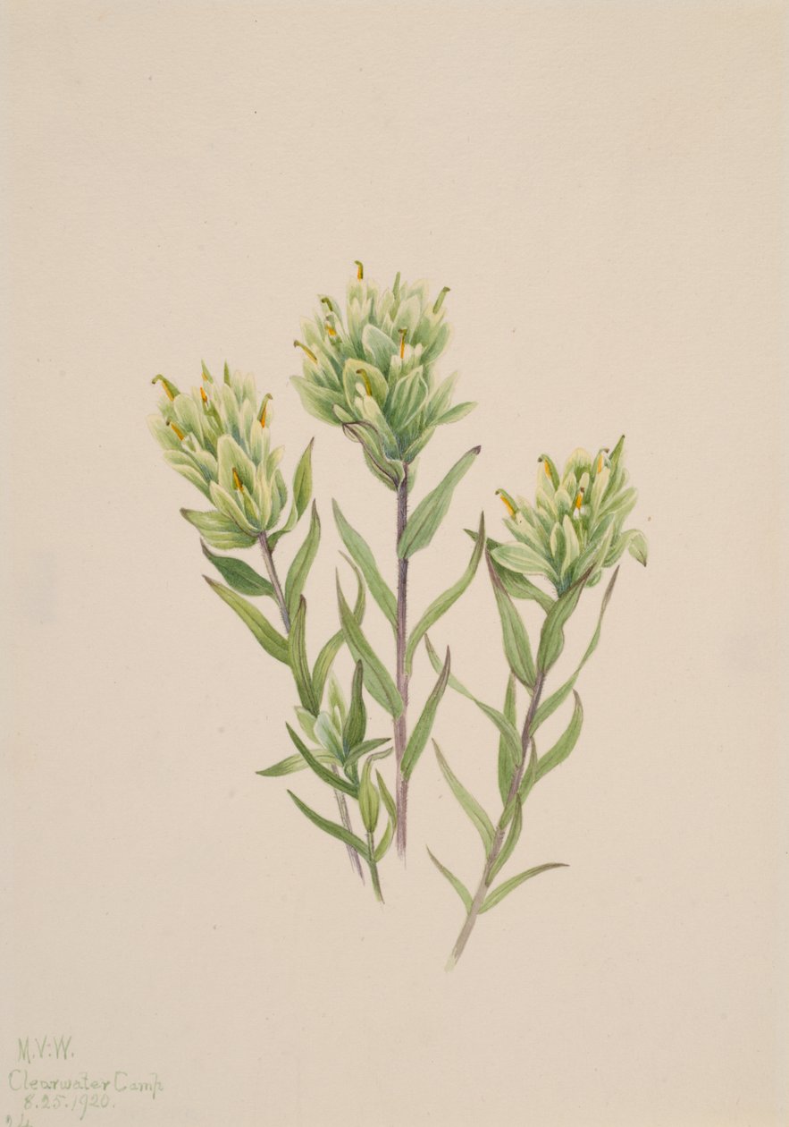 Hvid indisk pensel Castilleja occidentalis, 1920. af Mary Vaux Walcott