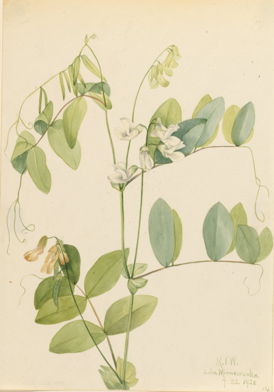 Hvid ært (Lathyrus ochroleucus) af Mary Vaux Walcott