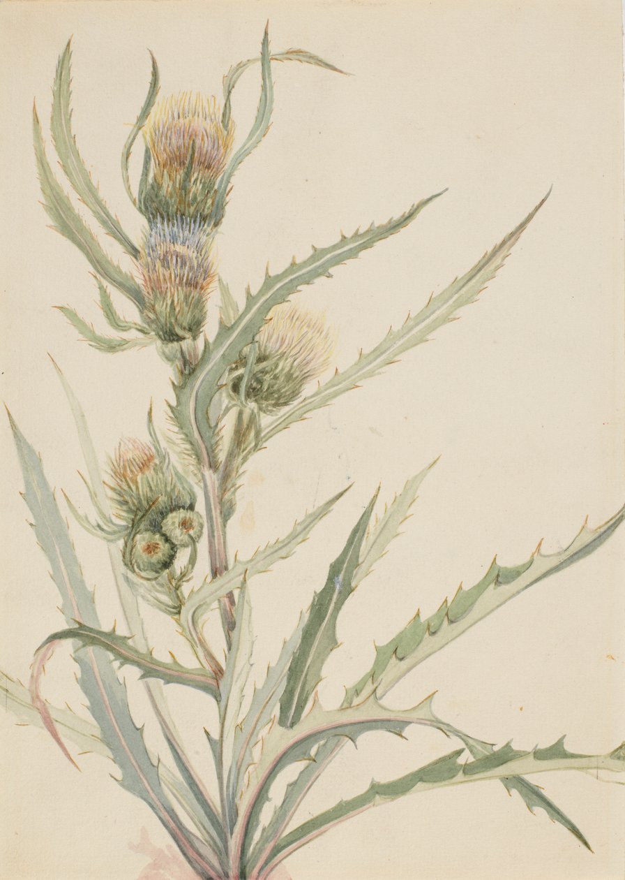 Hvid tidsel (Cirsium hookeranum) af Mary Vaux Walcott