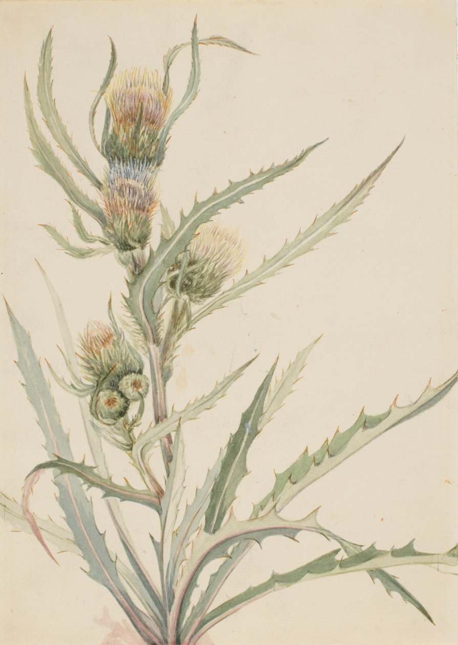 White Thistle Cirsium hookeranum, n.d. af Mary Vaux Walcott