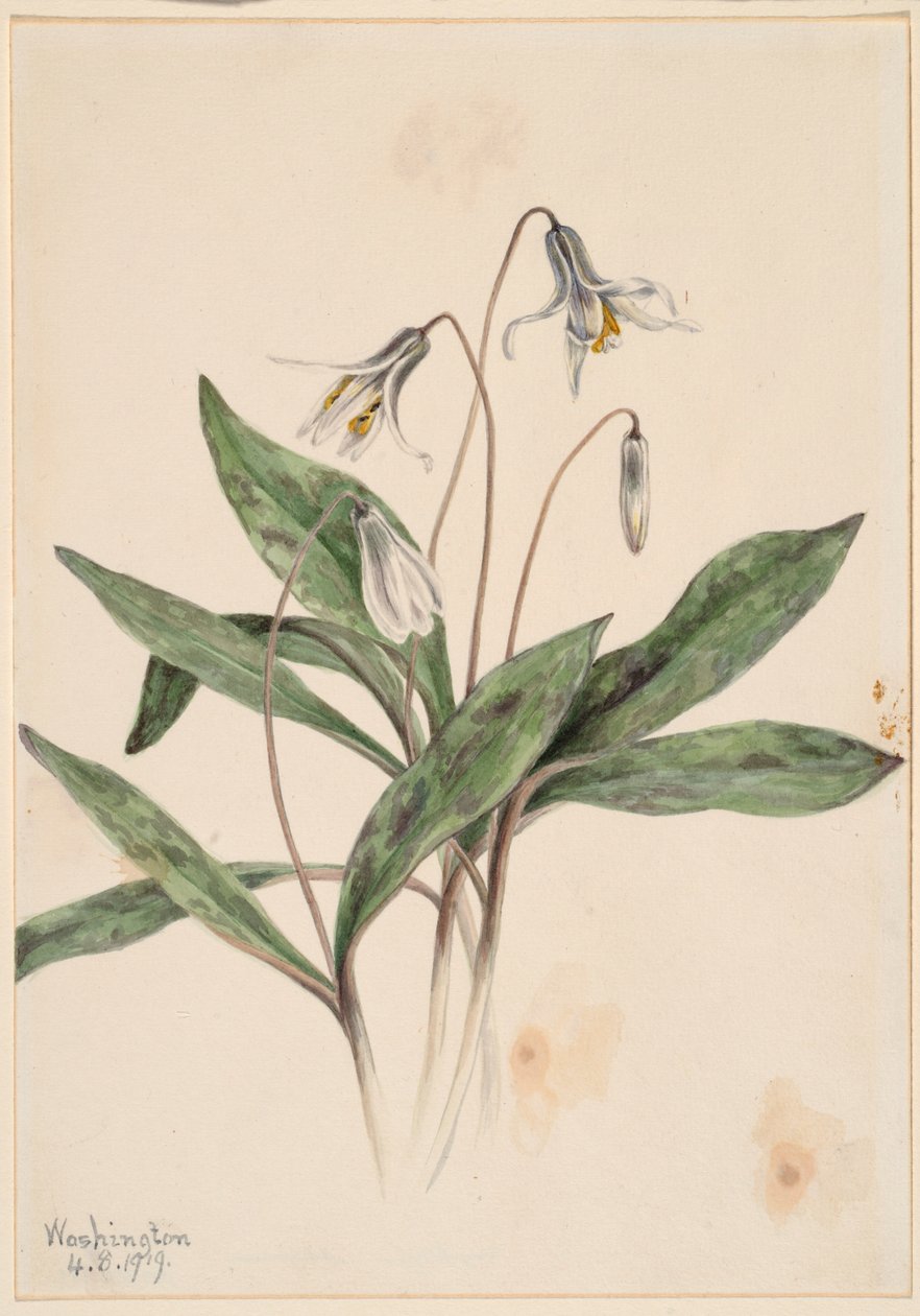 Hvid ørkenlilje (Erythronium albidum) af Mary Vaux Walcott