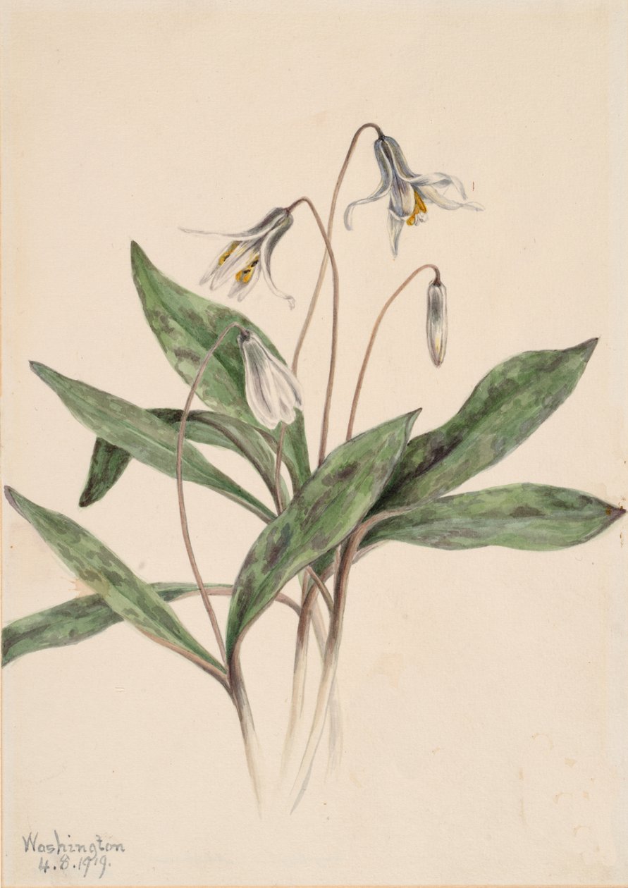 Hvid Ørredlilje Erythronium albidum, 1919. af Mary Vaux Walcott