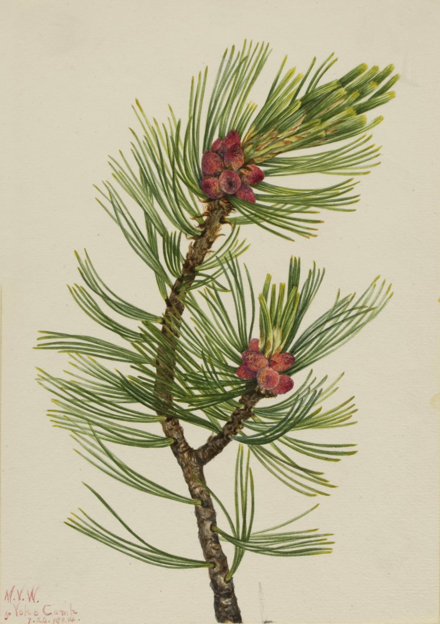 Hvidbarkefyr Pinus albicaulis, 1924. af Mary Vaux Walcott