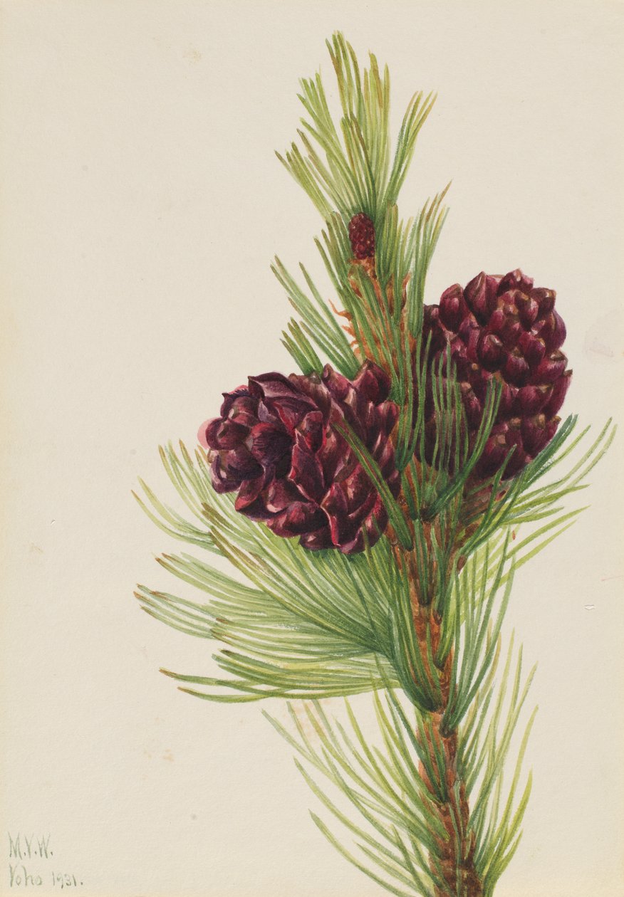Hvidbarkefyr Pinus albicaulis, 1931. af Mary Vaux Walcott