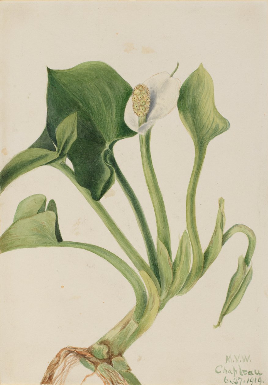 Vilde Calla Calla palustris, 1919. af Mary Vaux Walcott
