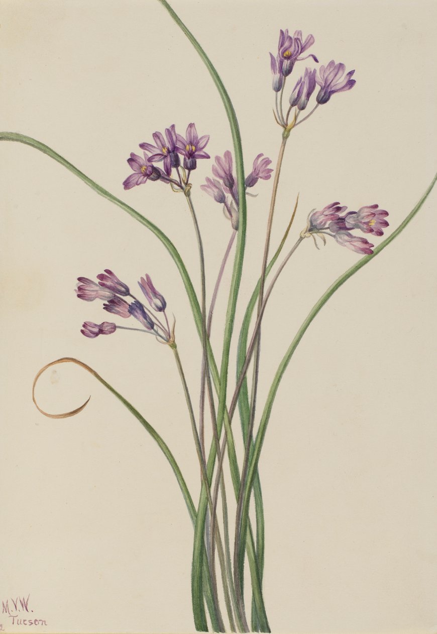 Vild hyacint (Brodiaea pulchella) af Mary Vaux Walcott