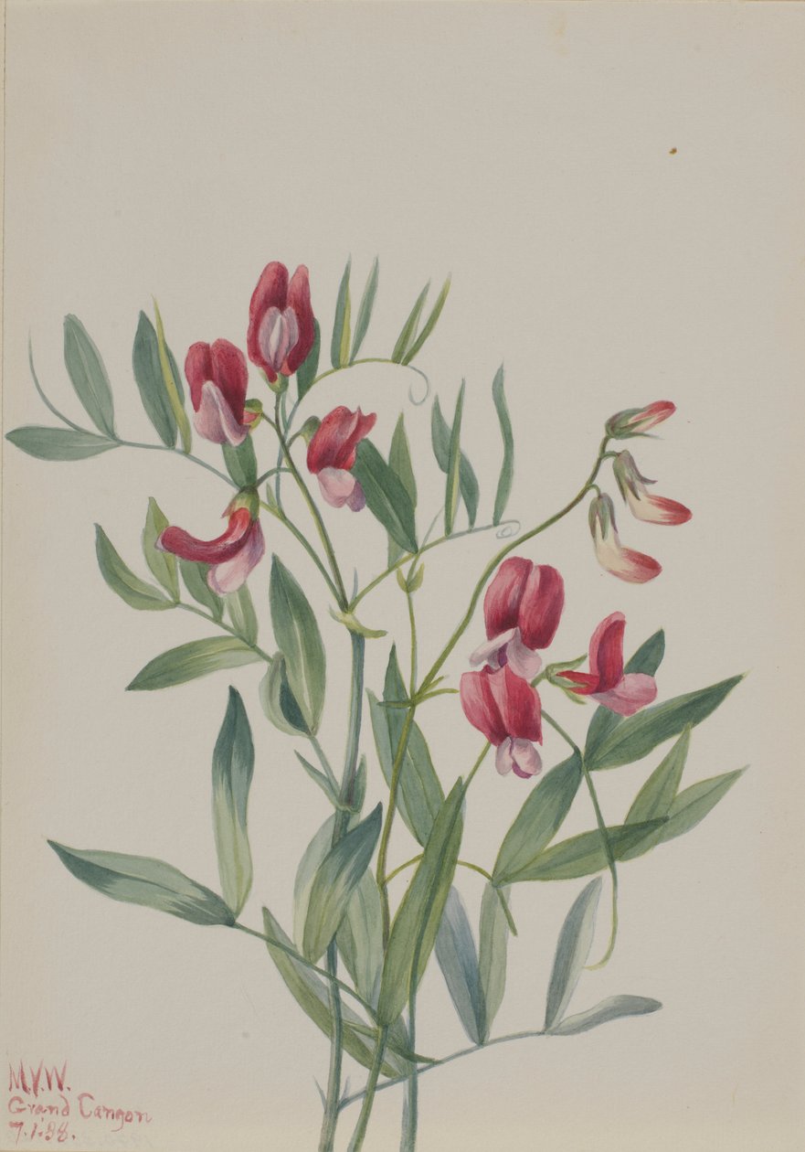 Vild ærte (Lathyrus decaphyllus) af Mary Vaux Walcott