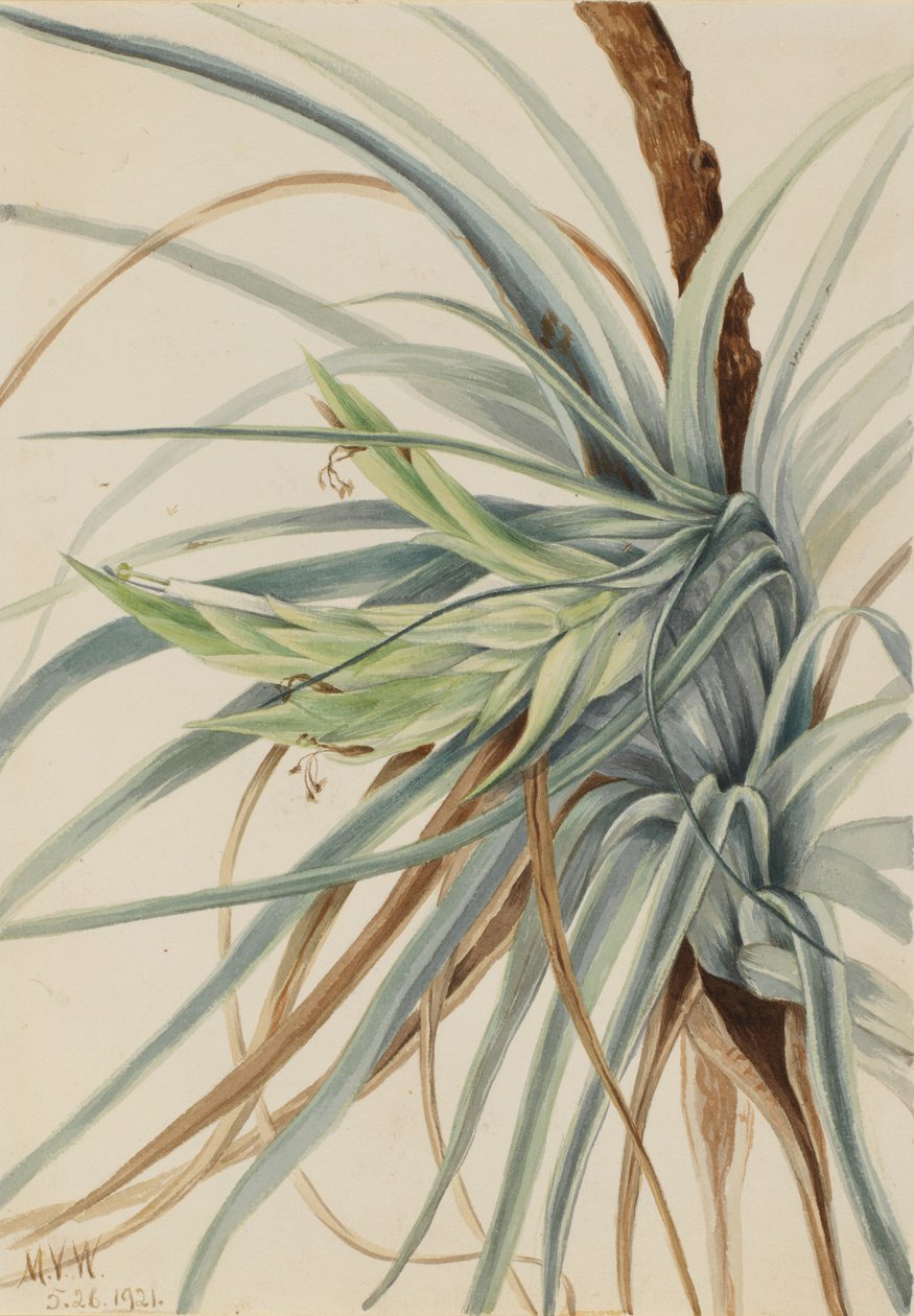 Vild ananas (Tillandsia fasciculata) af Mary Vaux Walcott