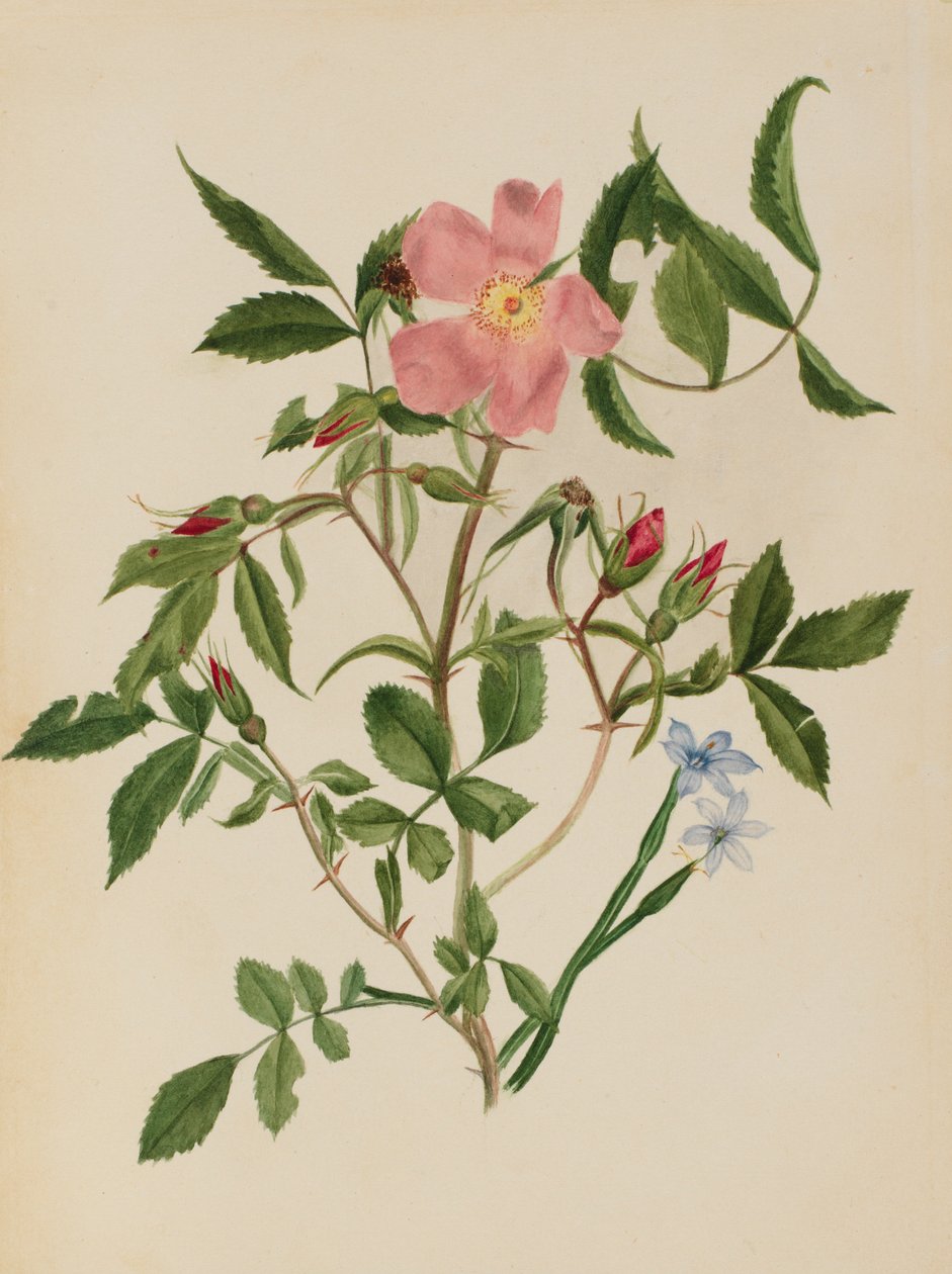 Vildrose og blåøjet græs (Rosa-arter og Sisyrinchium-arter) af Mary Vaux Walcott