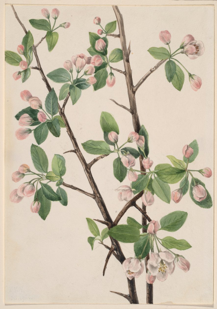 Vild sød krabbe (Malus coronaria) af Mary Vaux Walcott