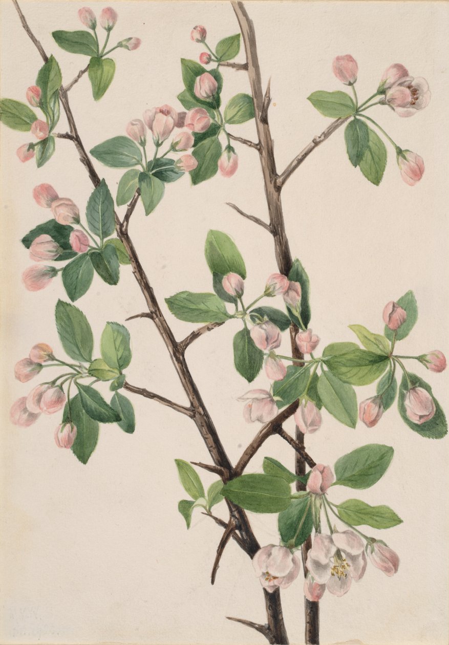 Vild sød krabbe Malus coronaria, 1920. af Mary Vaux Walcott
