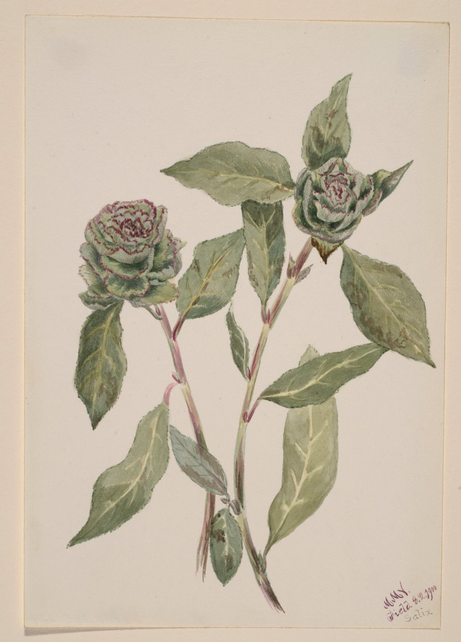 Pil (Salix) af Mary Vaux Walcott