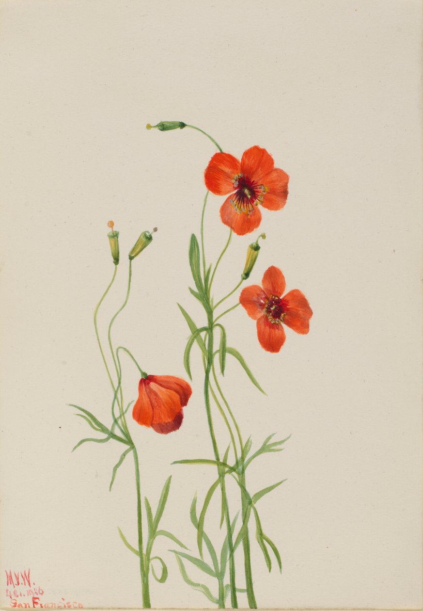 Vindvalmue (Stylomecon heterophylla) af Mary Vaux Walcott