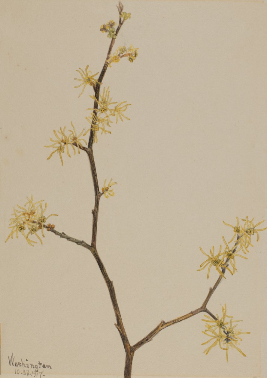 Heksehassel Hamamelis virginiana, 1917. af Mary Vaux Walcott