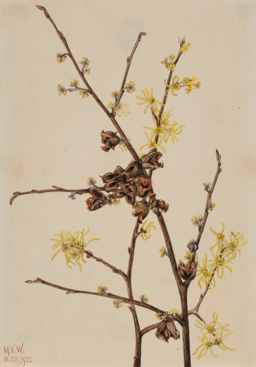 Troldhassel (Hamamelis virginiana) af Mary Vaux Walcott
