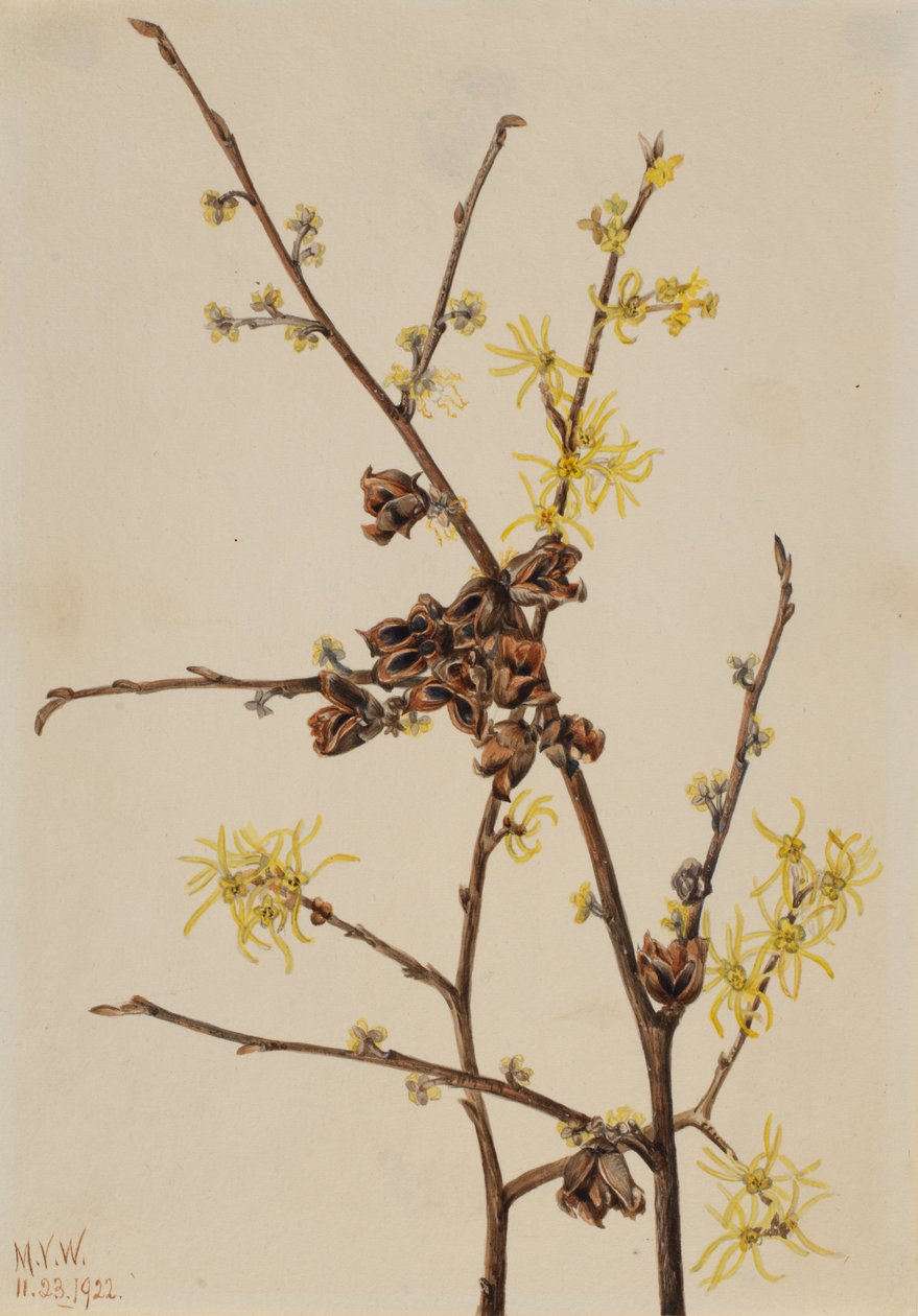 Witch Hazel Hamamelis virginiana, 1922. af Mary Vaux Walcott