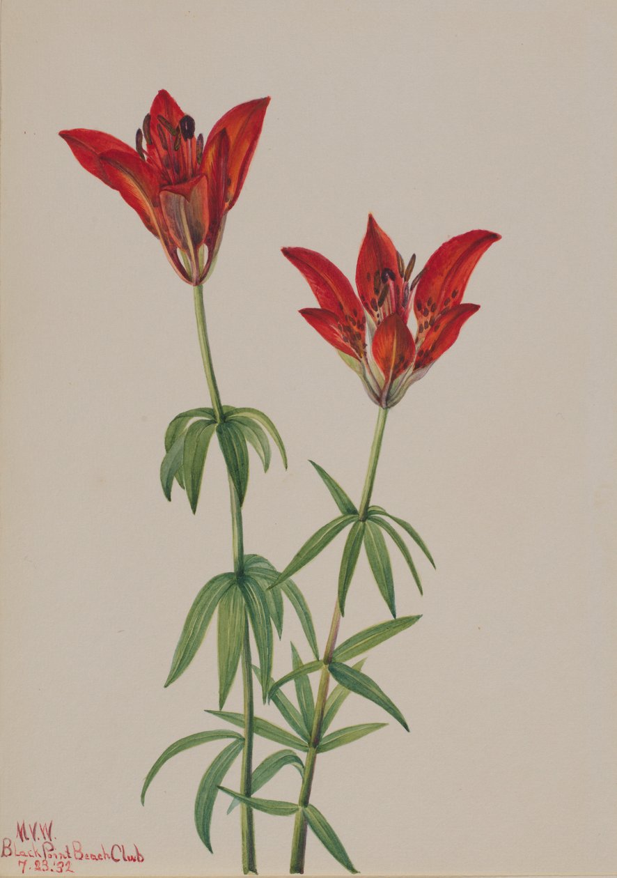 Skovlilje (Lilium philadelphicum) af Mary Vaux Walcott