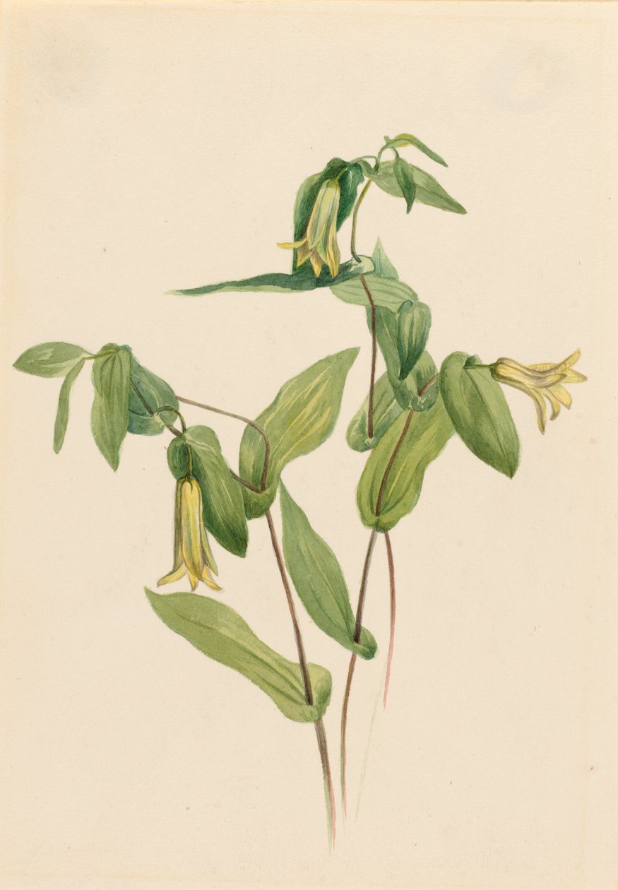Skovmærke (Uvularia perfoliata) af Mary Vaux Walcott