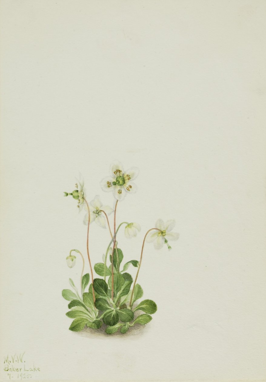 Skovnymfe (Moneses uniflora) af Mary Vaux Walcott