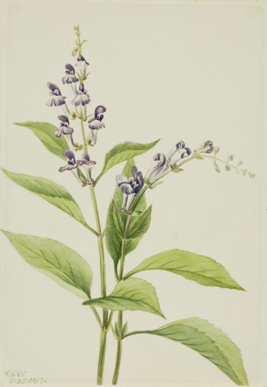 Skovmærke (Scutellaria serrata) af Mary Vaux Walcott