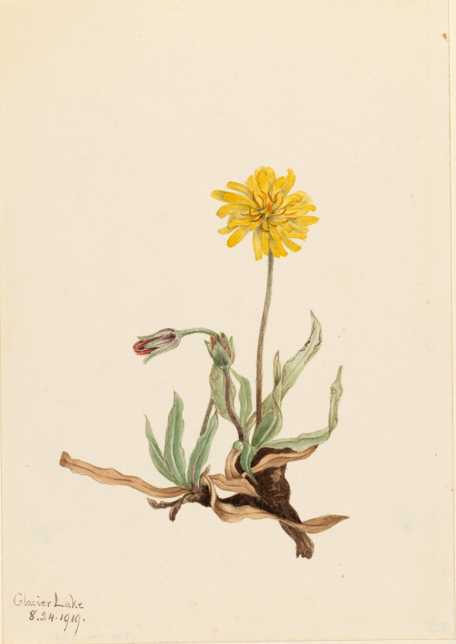 Uldhåret agoseris (Agoseris villosa) af Mary Vaux Walcott