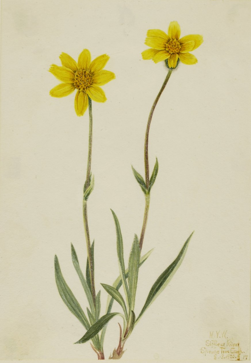 Uldfarvet arnica (Arnica tomentosa) af Mary Vaux Walcott