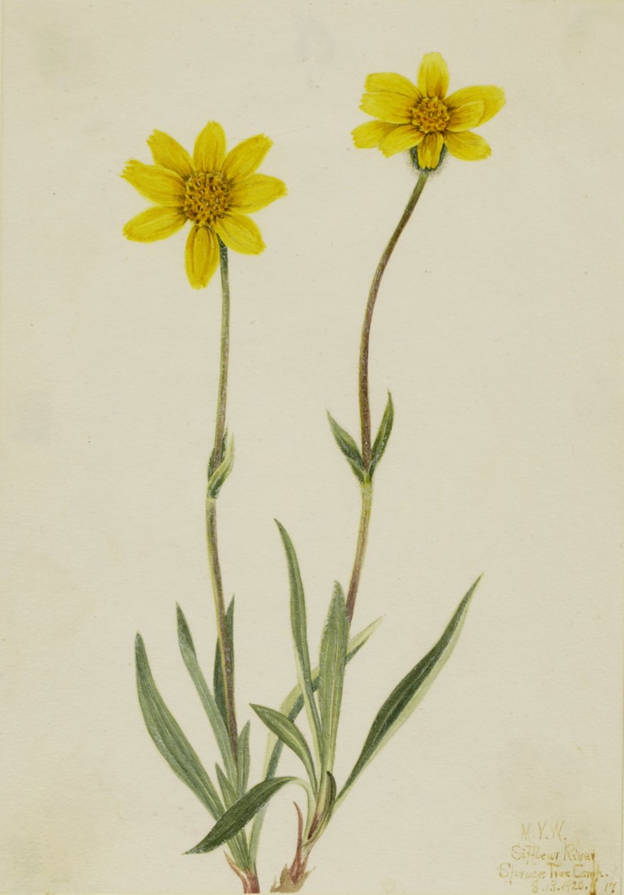 Woolly Arnica Arnica tomentosa, 1920. af Mary Vaux Walcott