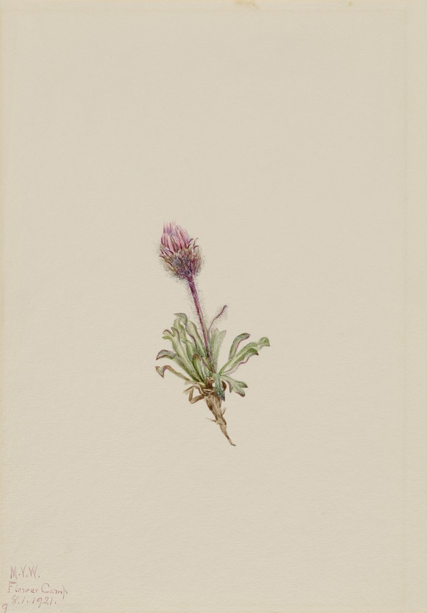 Uldfarvet gøgeurt (Erigeron lanatus) af Mary Vaux Walcott
