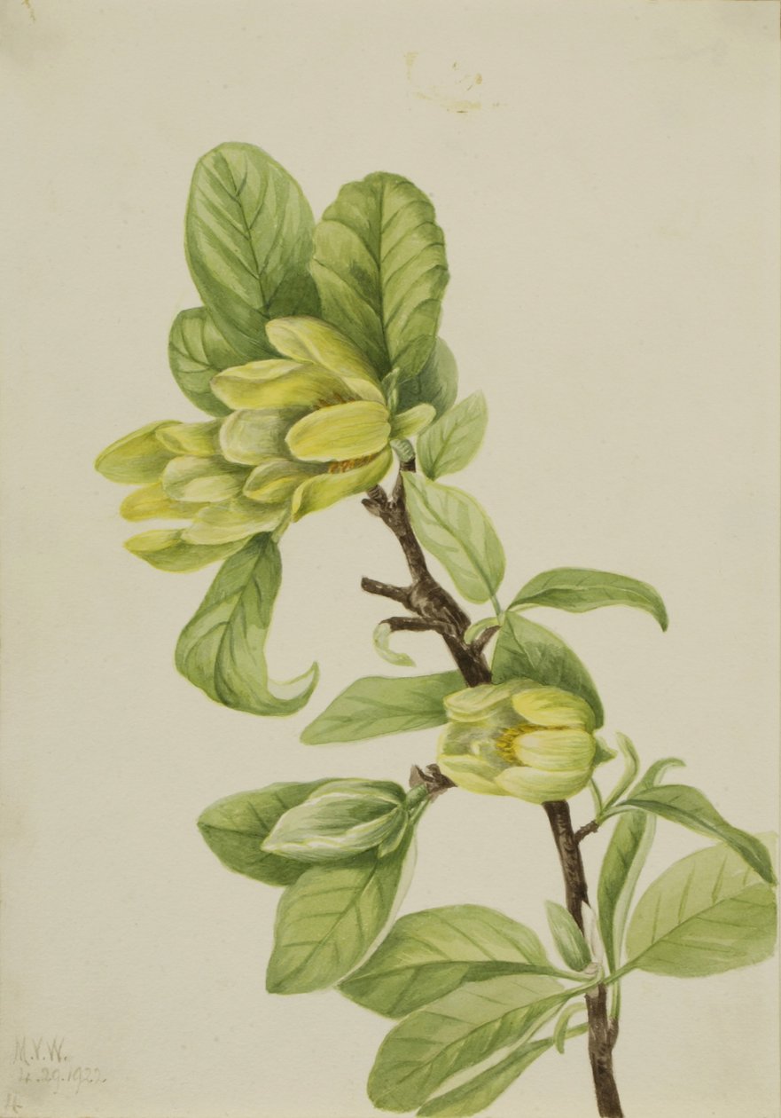 Gult agurketræ (Magnolia cordata) af Mary Vaux Walcott
