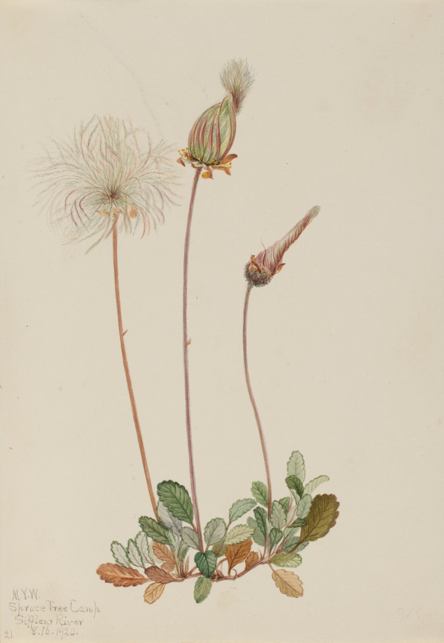 Gul dryade (frugt) (Dryas drummondii) af Mary Vaux Walcott