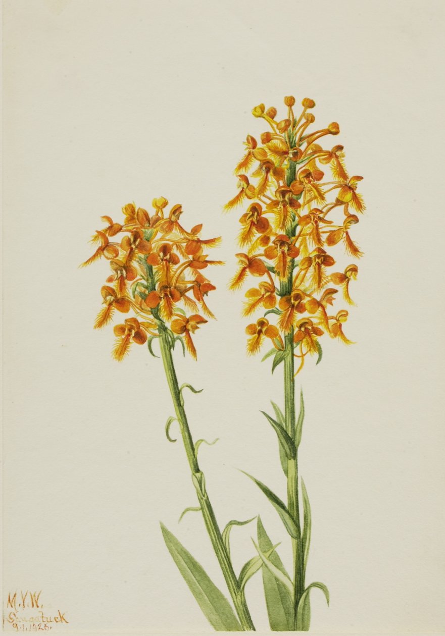 Gul randgøgeurt (Habenaria ciliaris) af Mary Vaux Walcott